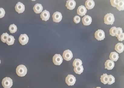 枯草芽孢桿菌 枯草芽孢桿菌